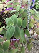 Image result for Tradescantia Chrysophylla Baby Bunny Bellies