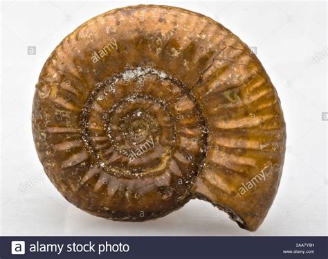 Image result for Round Shell Fossil