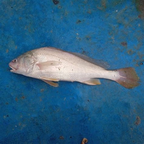 Image result for Snapper Fish Papercraft