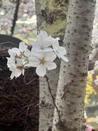 Cherry Blossom Viewing Guide at Yuantouzhu, Wuxi | Trip.com Wuxi