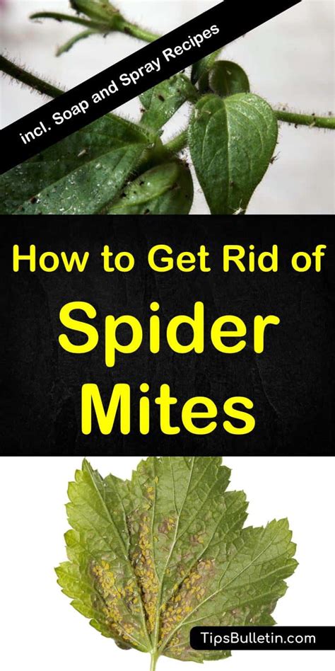 How to Kill Spider Mites 的图像结果