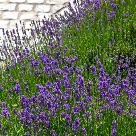 Plants that deter wasps: 10 plants to add to your patio now | Ideal Home
