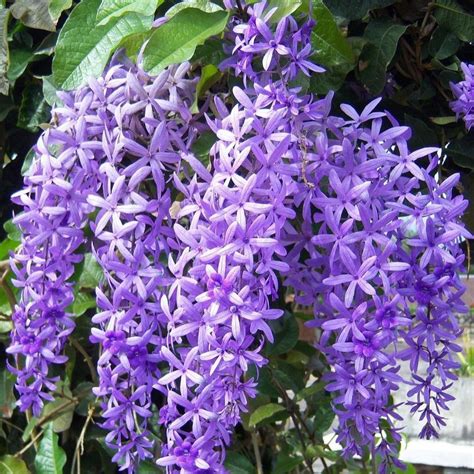 Purple Sandpaper Vine (Petrea Volubilis)
