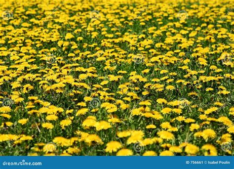 Dandelion field stock image. Image of growth, field, flower - 756661