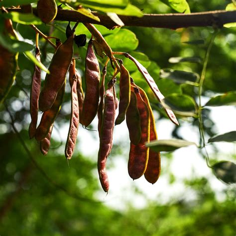 Gypsy Syrup Emulsion Wash - Hair Shampoo | Haircare Products for Women