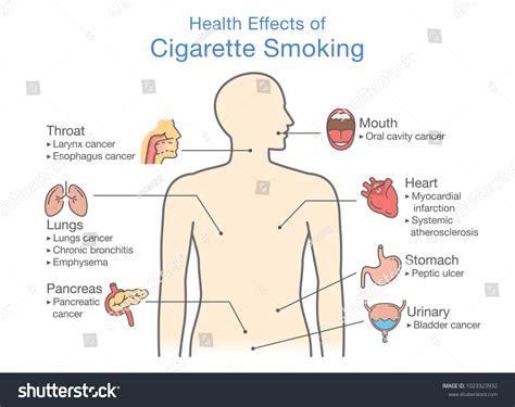 Effects Of Smoking On The Human Body