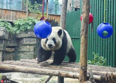 大熊猫“萌兰”、“点点”亮相北京动物园 超呆萌惹人爱【2】--图片频道--人民网