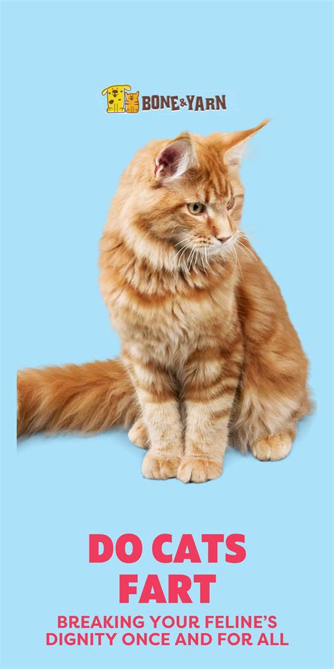 Do cats fart breaking your feline s dignity once and for all – Artofit
