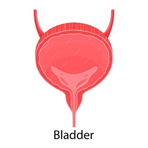 Human Bladder