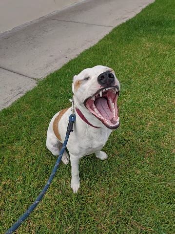 Image result for Papi