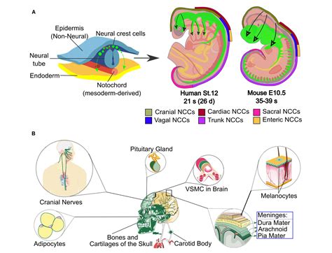 Image result for Mouse Prostate Spatial Transcriptome