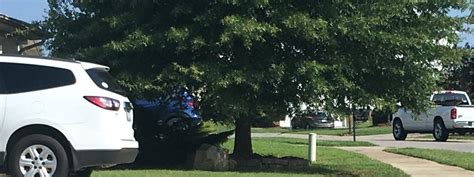 Image result for Tree Trimming Delaware