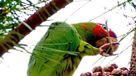 Aratinga mitrada, la otra cotorra barcelonesa