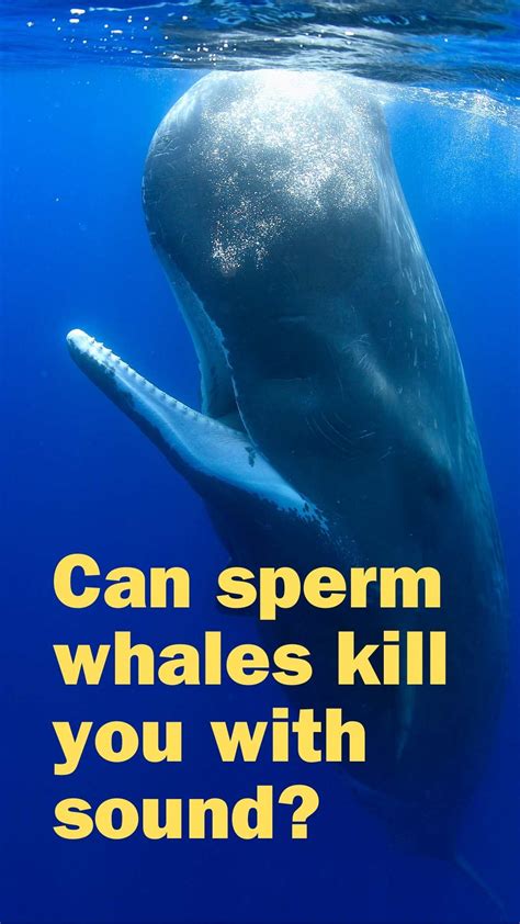 Sperm Whales: The Gentle Giants of the Ocean Depths - Guides ...
