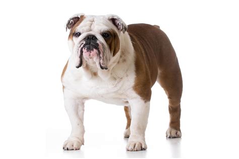 Brindle English Bulldog