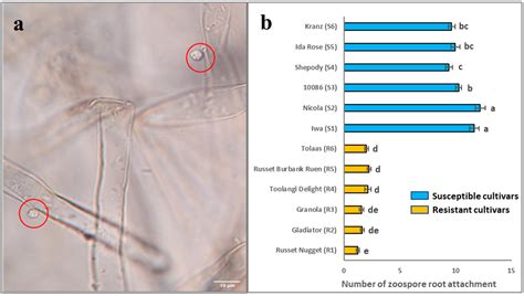 Comparative Proteomic Analysis of Potato Roots from Resistant and ...