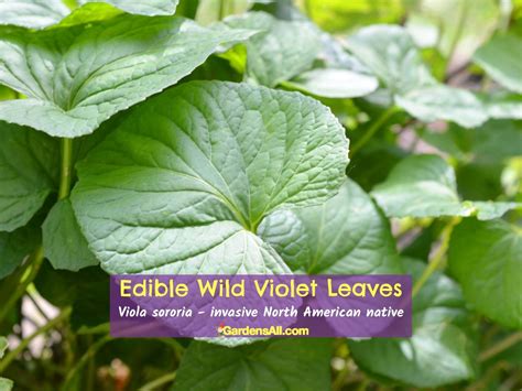 Wild Violets Benefits for Ground Cover, Food and More!