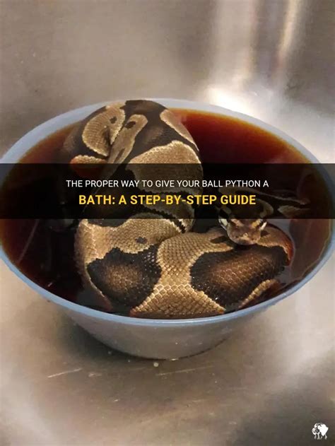 Image result for Ball Python Tubs