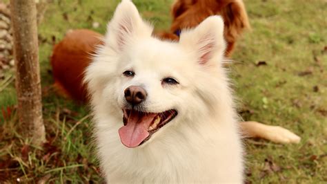 Download wallpaper 1920x1080 dog, pet, furry, white full hd, hdtv, fhd ...