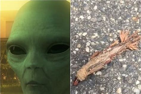 Image result for Alien Caterpillar Creature