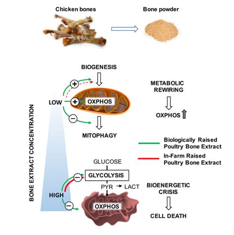 Effect of Chicken Bone Extracts on Metabolic and Mitochondrial ...