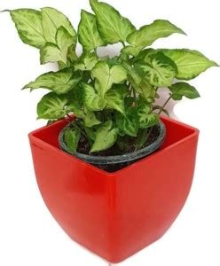 Greerworld NASA Natural Home Air Purifier Live Syngonium Green with Pot ...