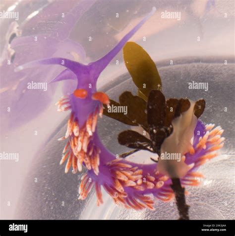 Spanish Shawl (Flabellinopsis iodinea) Mollusca Stock Photo - Alamy