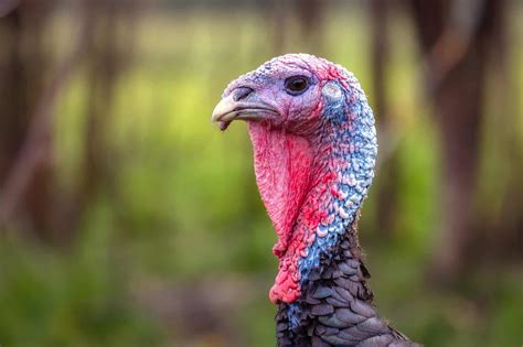 What Is the Red Thing on a Turkey’s Neck? - Bird Helpful