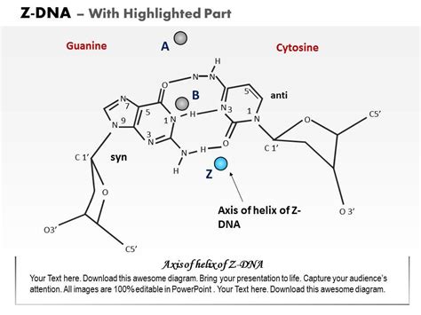 Image result for Z-DNA Function