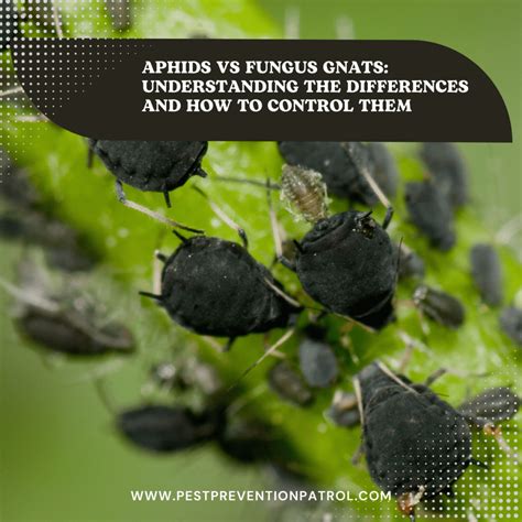 Aphids vs Fungus Gnats: Understanding the Differences and How to Control Them - Pest Prevention ...