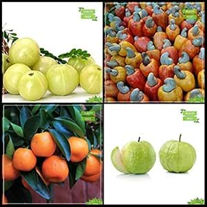 Creative Farmer Garden Plant Seeds Combo Tree Seeds : Embilcaa- Nelli ...