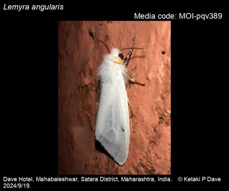 Lemyra angularis | Moths