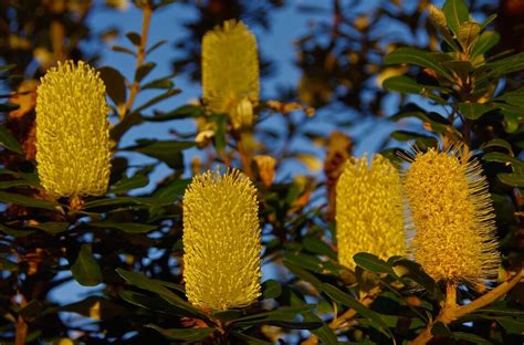 Discover Australia’s Enchanting Native Flora: A Journey Through Unique Beauty
