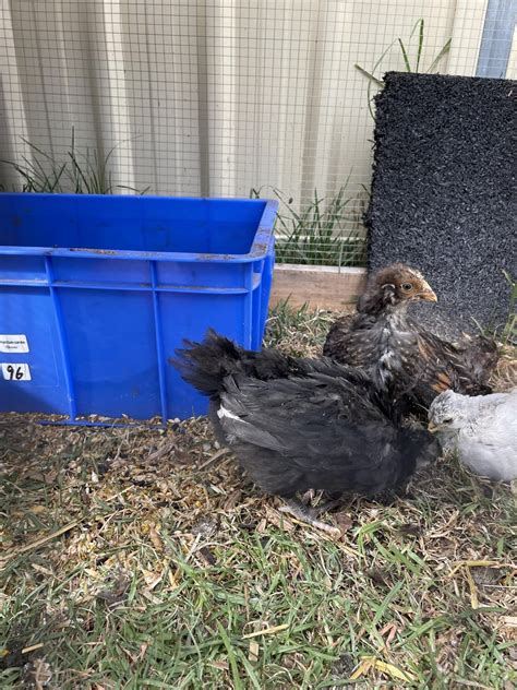 4 week old chicks : r/BackYardChickens