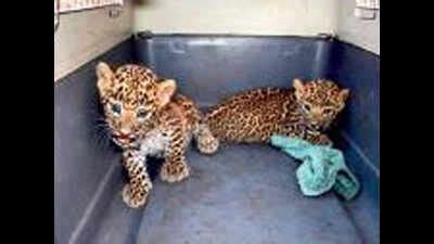 Leopard reunited with two cubs in Maval village | Pune News - Times of ...