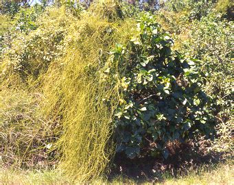 CSIR CIMAP AROMA | Plant Details