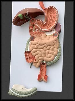 Image result for Digestive System Using Clay