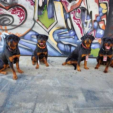 Rottweiler In Movies