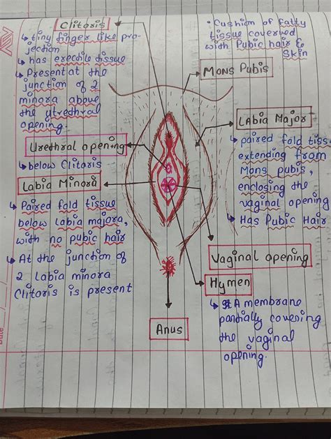 Female external genitalia – Artofit