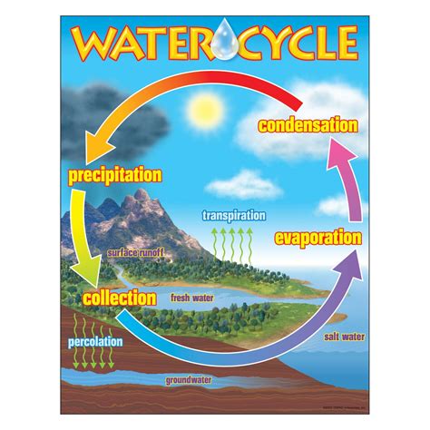 Collection Water Cycle Diagram