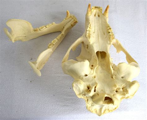 Skull American Black Bear - Bespoke Taxidermy