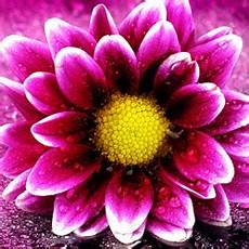 immagini sui fiori tutti i meme sui fiori facciabuco immagini sui fiori tutti i meme sui fiori facciabuco