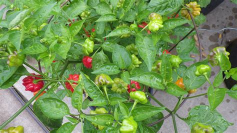 Carolina Reaper Plants South Africa at Alan Matheny blog