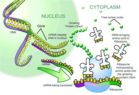 Image result for DNA Microarray Device