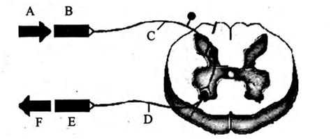 The following is the scheme showing the path of reflex arc. Identify ...