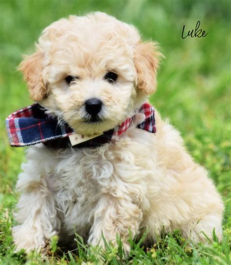 Image result for Mini Goldendoodle Cockapoo