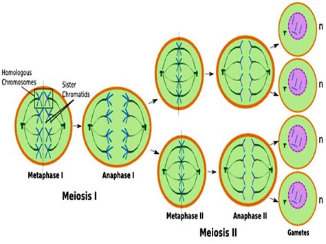SONU ACADEMY: MEIOSIS AND REDUCTION DIVISION - TEXT