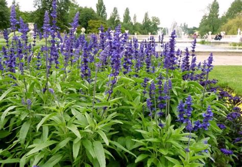 9 Common Problems With Salvias and How to Fix Them