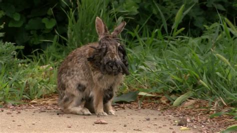 What to do if you spot a papilloma rabbit