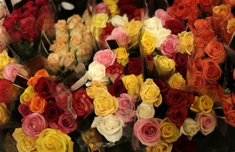 Valentine's Day 2017: Rose exports, domestic sales poised to blossom ...